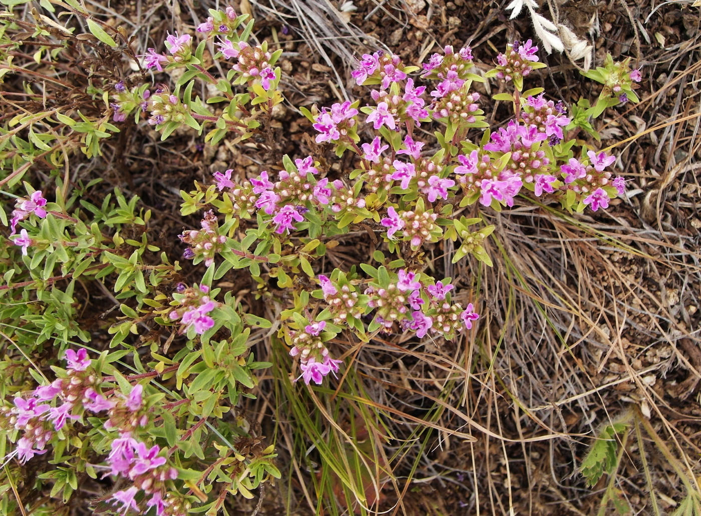 Изображение особи Thymus rasitatus.