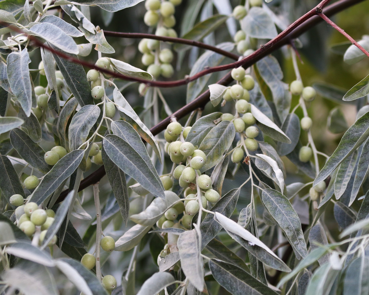 Image of Elaeagnus angustifolia specimen.