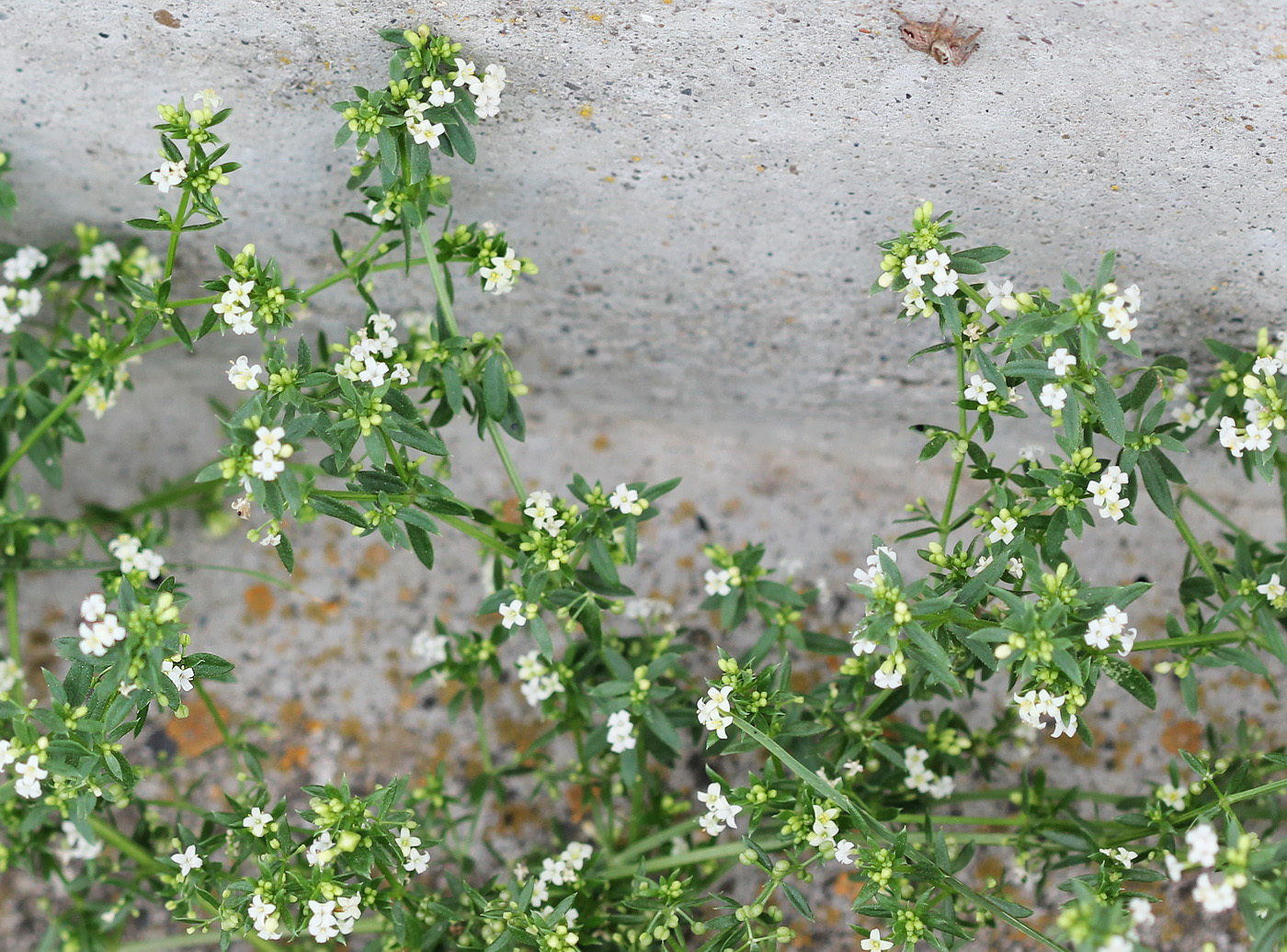 Изображение особи Galium humifusum.