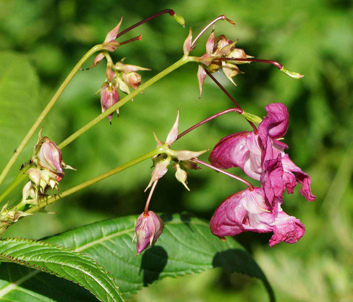 Image of Impatiens glandulifera specimen.