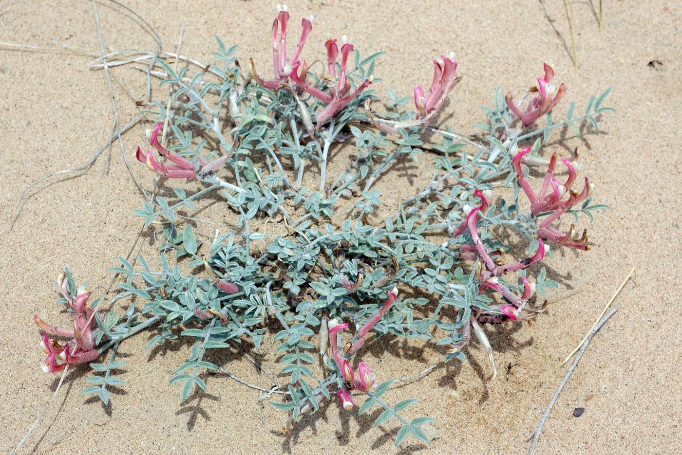 Image of Astragalus erioceras specimen.