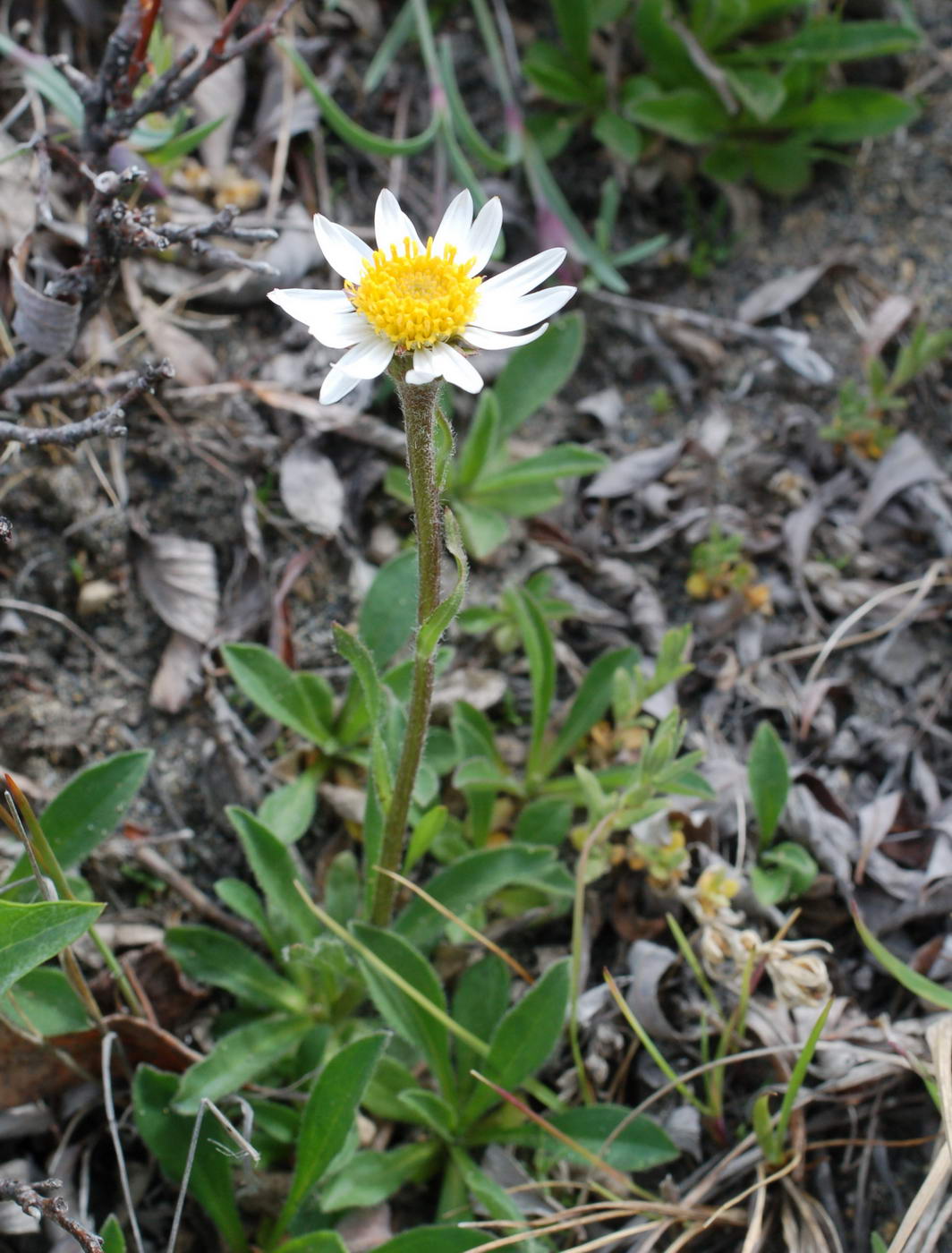 Изображение особи Hulteniella integrifolia.