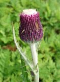 Cirsium maackii. Верхушка растения с развивающимся соцветием. Приморский край, Владивостокский ГО, о. Рикорда, южный водораздельный уч., разнотравный луг. 03.08.2019.