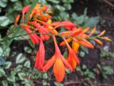 Crocosmia × crocosmiiflora. Соцветие. Санкт-Петербург, клумба. 18 августа 2010 г.