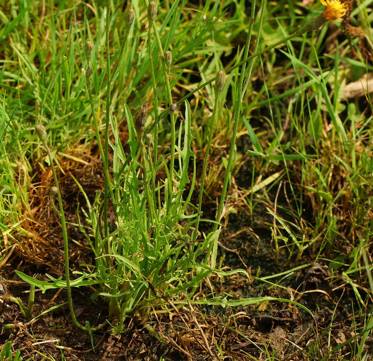 Image of Scorzoneroides autumnalis specimen.