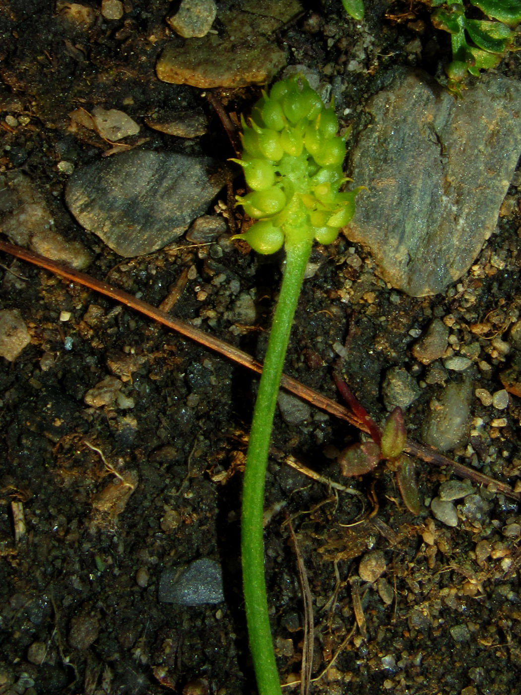 Image of Ranunculus kedranus specimen.