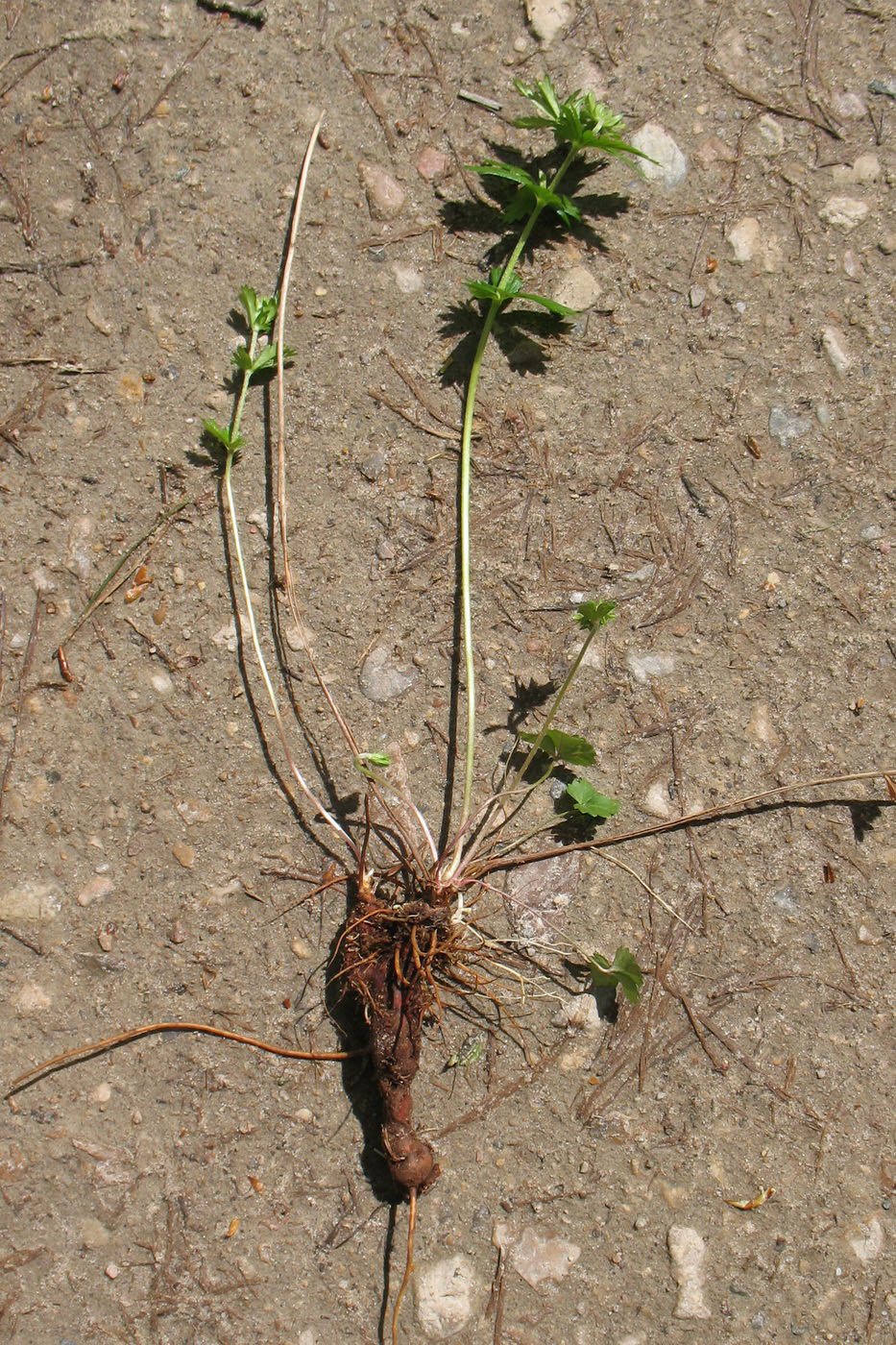 Изображение особи Potentilla erecta.