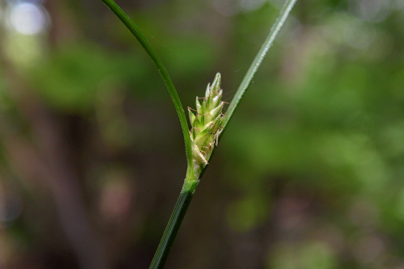 Изображение особи Carex remota.