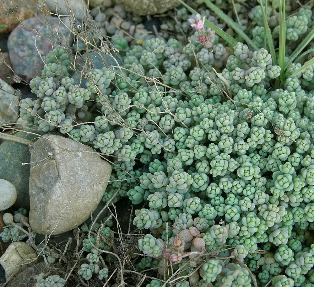 Image of Sedum dasyphyllum specimen.