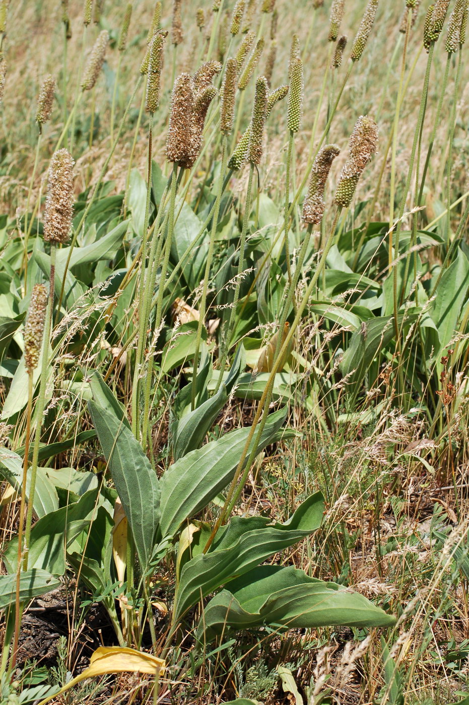 Изображение особи Plantago media.