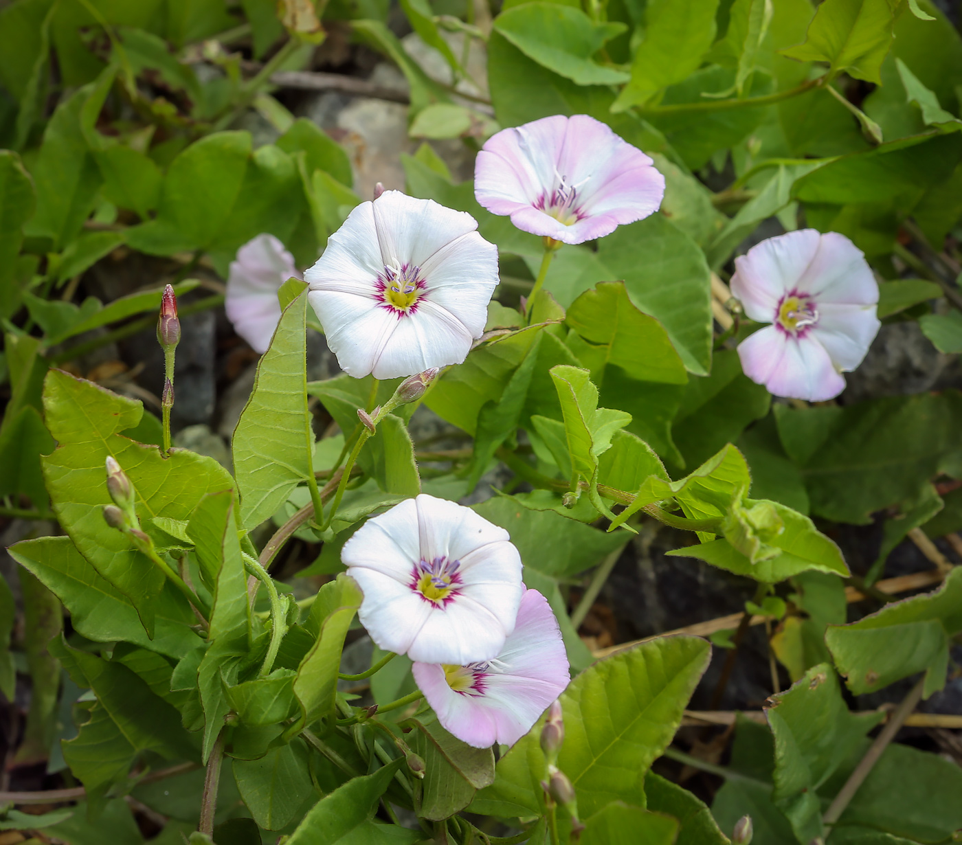 Изображение особи Convolvulus arvensis.