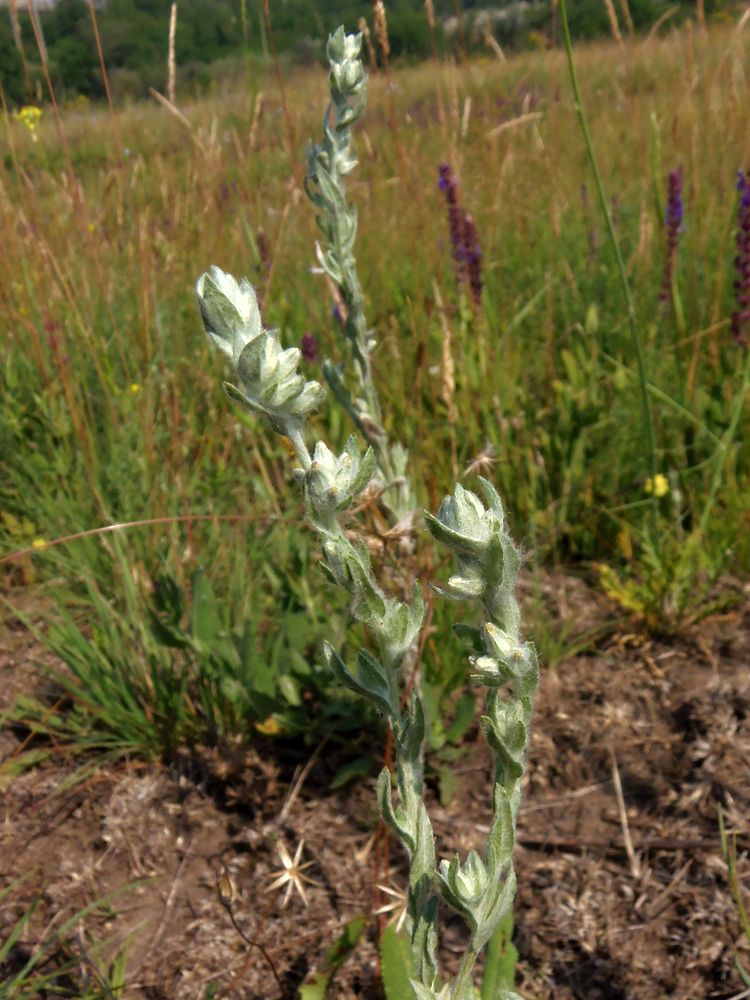 Image of Filago arvensis specimen.