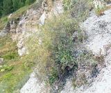 Gypsophila altissima. Плодоносящее растение в сообществе зацветающих побегов Artemisia frigida и плодоносящего Elymus. Пермский край, Кунгурский р-н, окр. с. Филипповка, гора Ледяная, крутой склон, обнажения гипса. 18.07.2020.