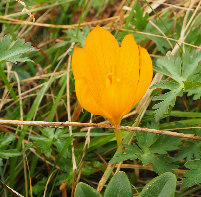 Изображение особи Crocus scharojanii.