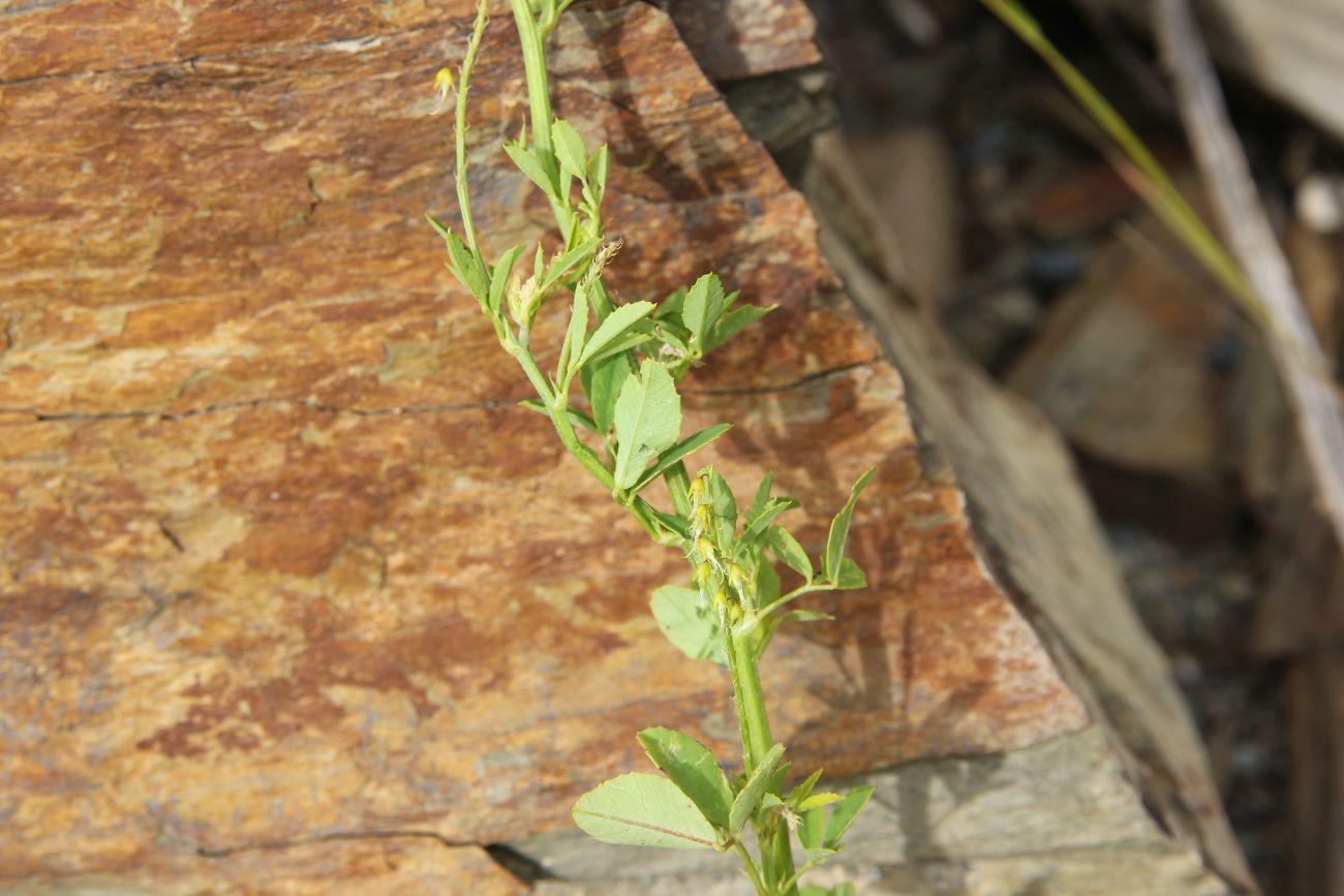 Изображение особи Melilotus officinalis.