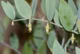 Simmondsia chinensis