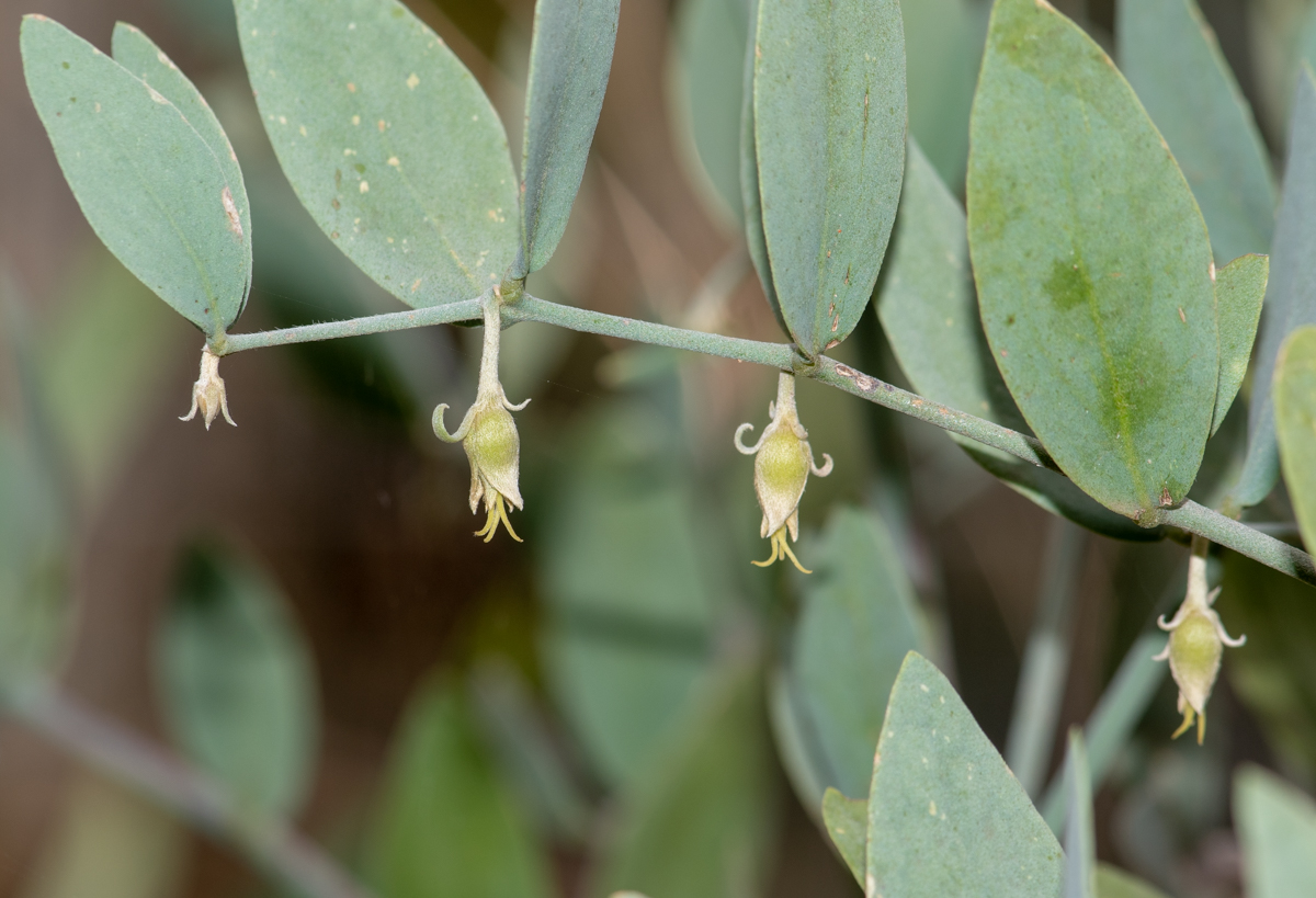 Изображение особи Simmondsia chinensis.