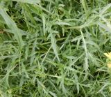 Diplotaxis tenuifolia. Части побегов. Тверская обл., г. Тверь, Заволжский р-н, мкр-н Соминка, берег р. Соминка, рудеральное местообитание. 10 августа 2020 г.