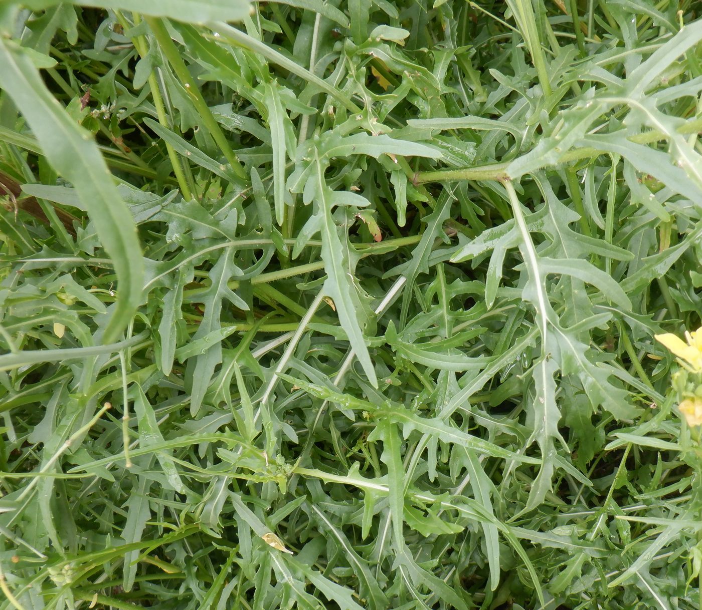 Image of Diplotaxis tenuifolia specimen.