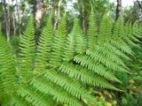 Athyrium filix-femina. Верхушка вайи взрослого растения. Магаданская обл., г. Магадан, мкр-н Снежная Долина, басс. р. Дукча, южный склон левобережья, каменноберезняк кедровостланниковый разнотравный, 450 м н.у.м. 08.08.2020.