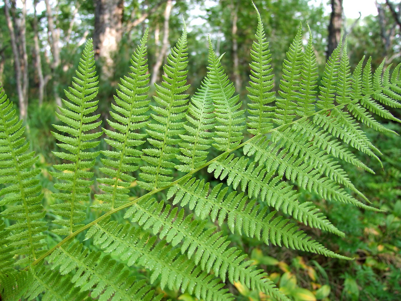 Image of Athyrium filix-femina specimen.