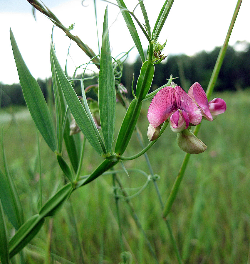 Изображение особи Lathyrus sylvestris.