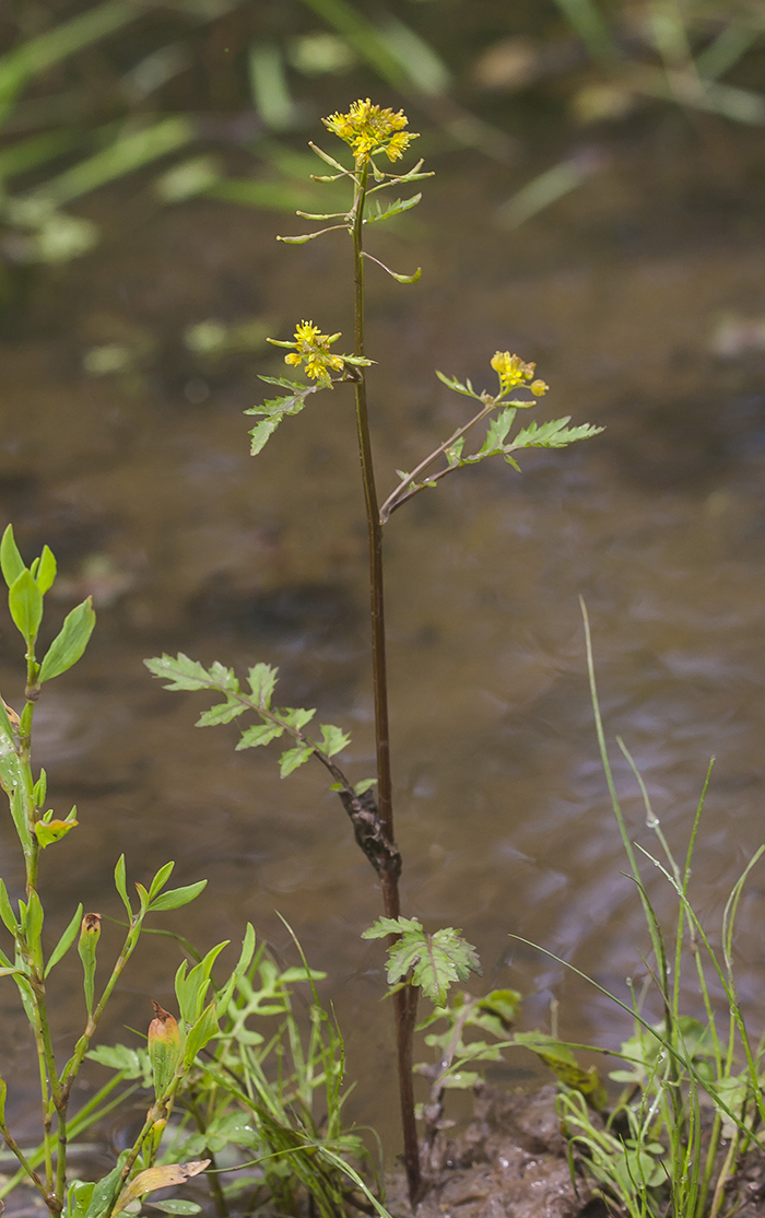 Image of Rorippa palustris specimen.