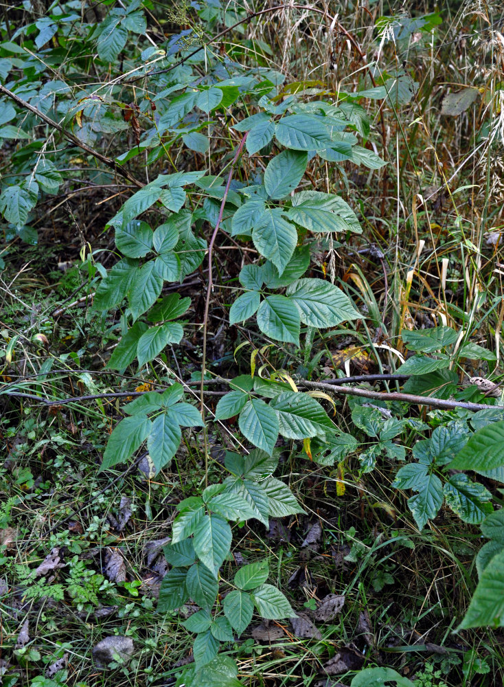 Изображение особи Rubus nessensis.