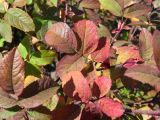 Rosa acicularis. Побеги с листьями осенней окраски. Магаданская обл., окр. г. Магадан, нижнее течение р. Магаданка, разнотравная поляна. 27.08.2020.