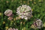 Astrantia major. Частные соцветия (простые зонтики). Украина, Закарпатская обл., Раховский р-н, окр. с. Косовская Поляна, сенокосный горный луг. 1 июля 2010 г.