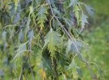 Betula pendula f. dalecarlica