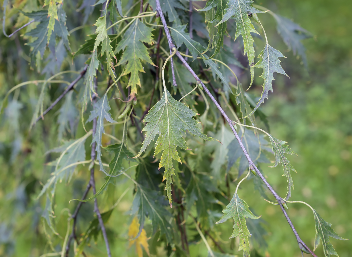 Image of Betula pendula f. dalecarlica specimen.