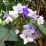 Solanum wrightii