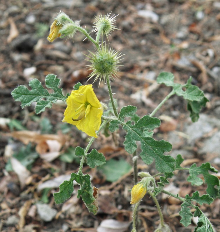 Изображение особи Solanum cornutum.