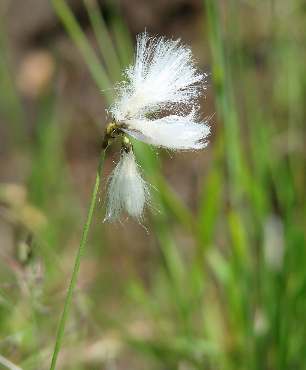 Image of Eriophorum gracile specimen.