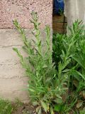 Cynoglossum creticum. Зацветающее растение. Таджикистан, р-н Рудаки, пос. Чимтеппа, возле стены дома. 18.04.2017.