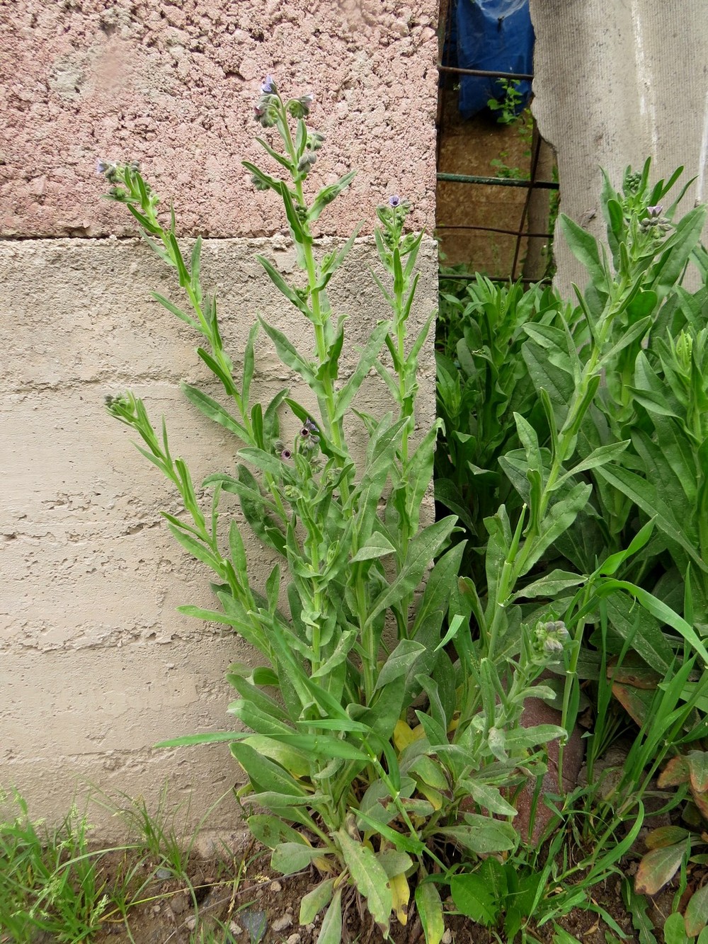 Image of Cynoglossum creticum specimen.