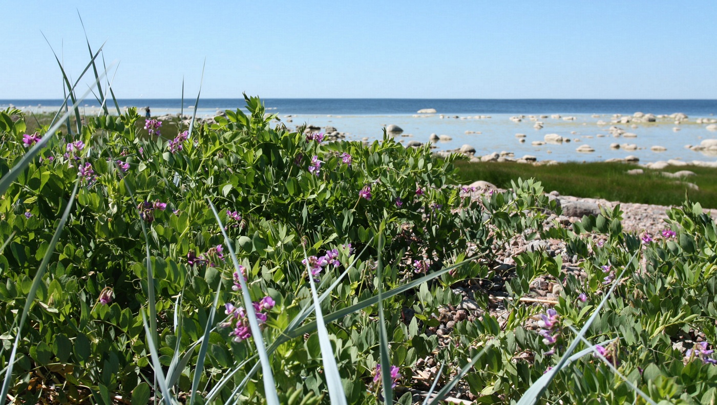 Изображение особи Lathyrus japonicus ssp. maritimus.