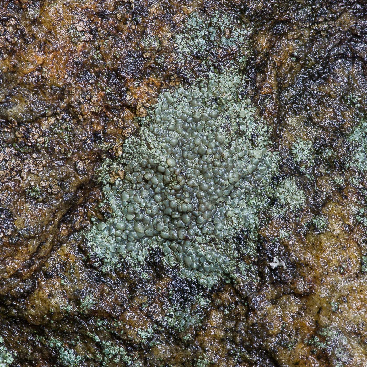 Изображение особи Lecanora polytropa.