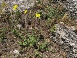 Hyoseris lucida