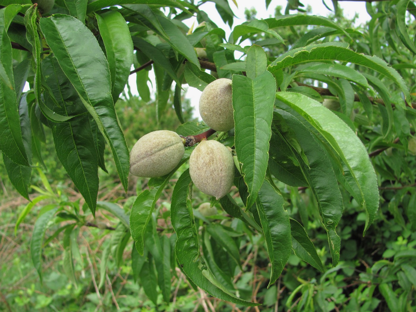 Изображение особи Persica vulgaris.