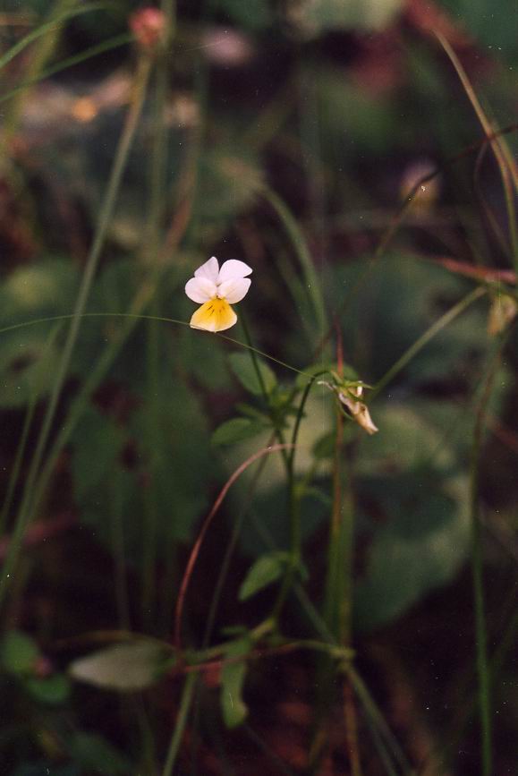 Изображение особи Viola tricolor.