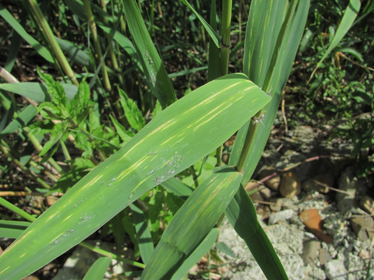 Изображение особи Phragmites australis.