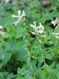 Corydalis marschalliana. Верхушка побега с цветками и плодами. Краснодарский край, вост. окр. г. Усть-Лабинск, пойма р. Кубань, лесок. 17.04.2021.