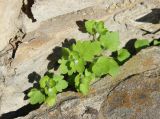 Veronica sublobata
