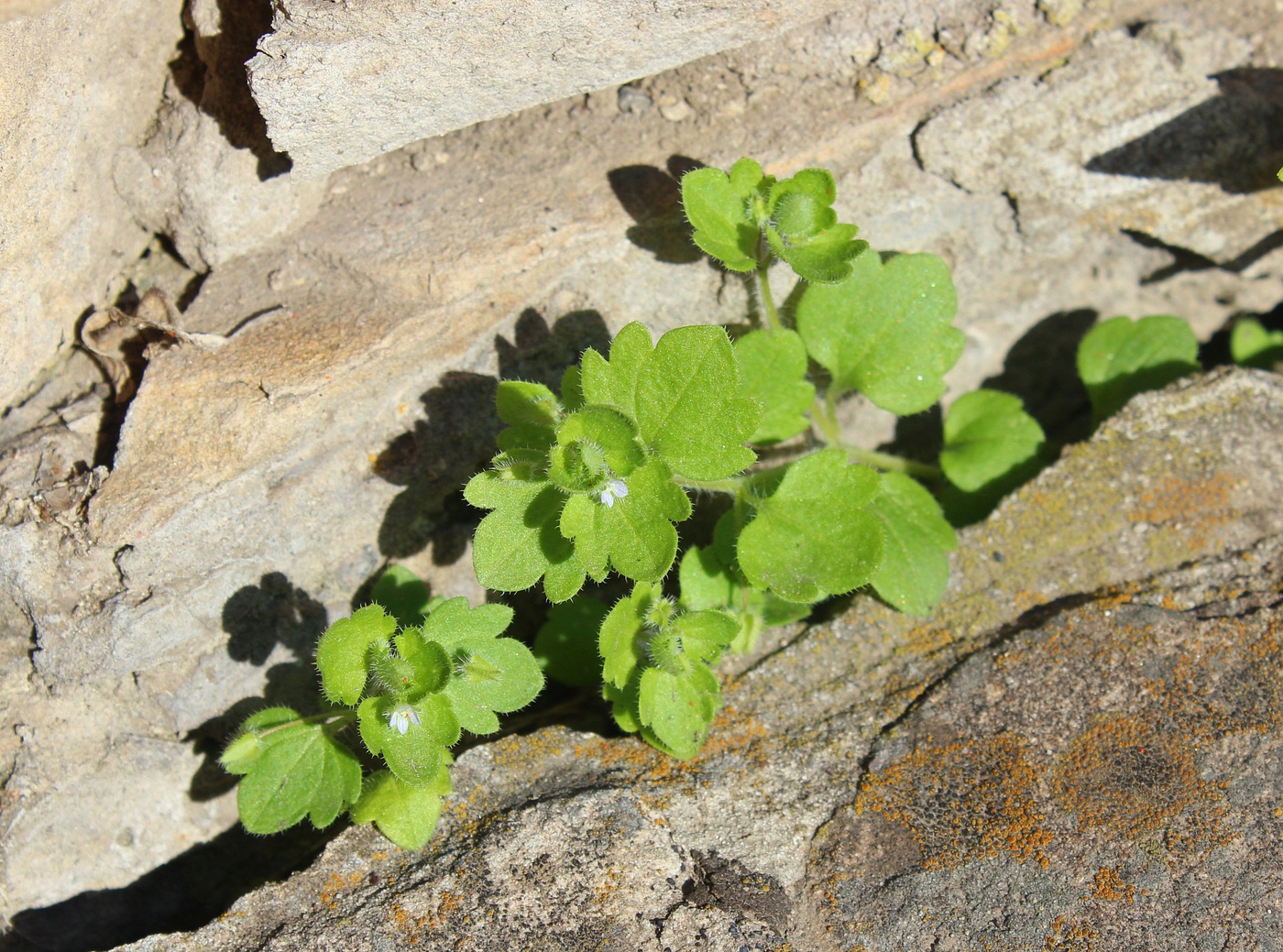 Image of Veronica sublobata specimen.