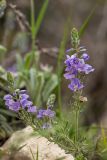 Veronica multifida. Верхушка растения с соцветиями. Краснодарский край, м/о г. Новороссийск, южный склон Маркотхского хребта, каменистый склон. 02.05.2021.