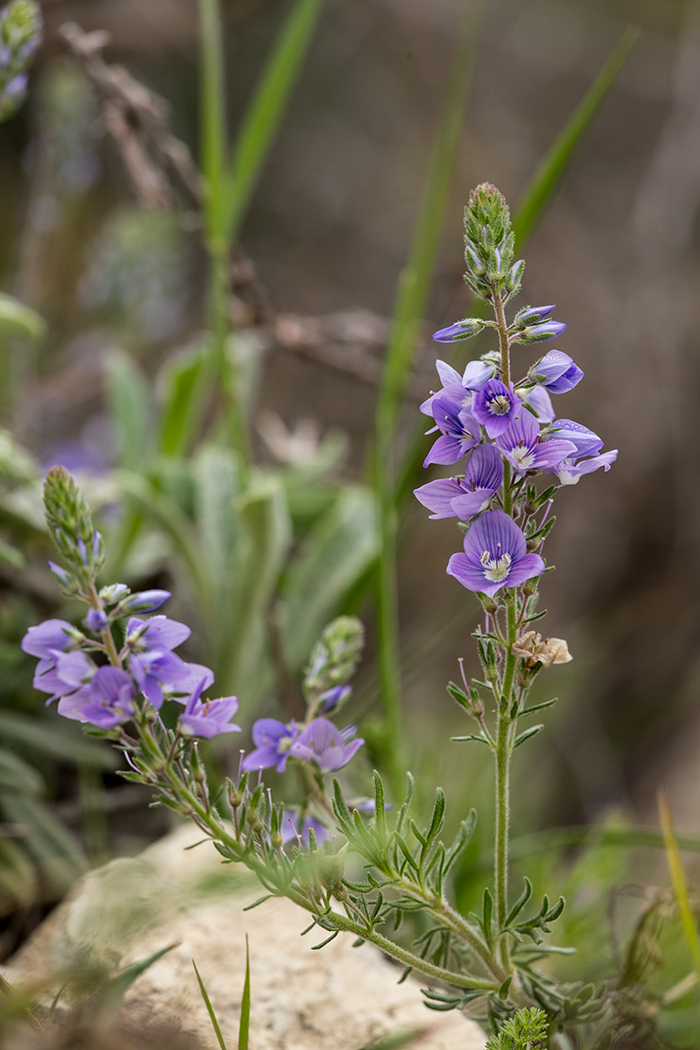 Изображение особи Veronica multifida.