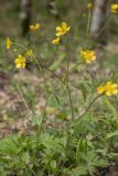 Ranunculus georgicus