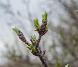 семейство Rosaceae. Верхушка веточки в начале вегетации. Челябинская обл., Троицкий р-н, Кособродское сельское поселение, окр. с. Подгорное, долина р. Уй, степь. 2 мая 2021 г.